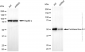 KD-Validated Anti-Forkhead box A1 Rabbit Monoclonal Antibody